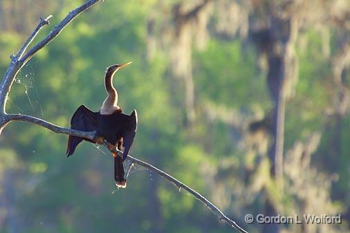 Anhinga Drying Its Wings_45232.jpg - Anhinga (Anhinga anhinga)a.k.a. Snakebird, Darter, American Darter, or Water TurkeyPhotographed from Lake Martin near Breaux Bridge, Louisiana, USA.